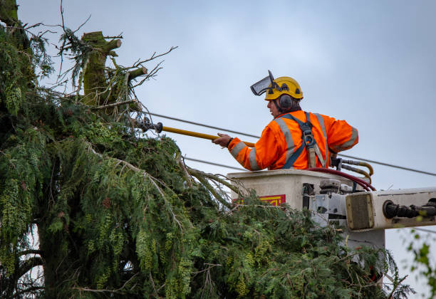 How Our Tree Care Process Works  in  Downingtown, PA